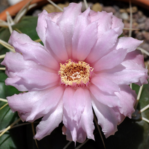 Gymnocalycium horstii 978645gymnocalyciumhorstii1107059