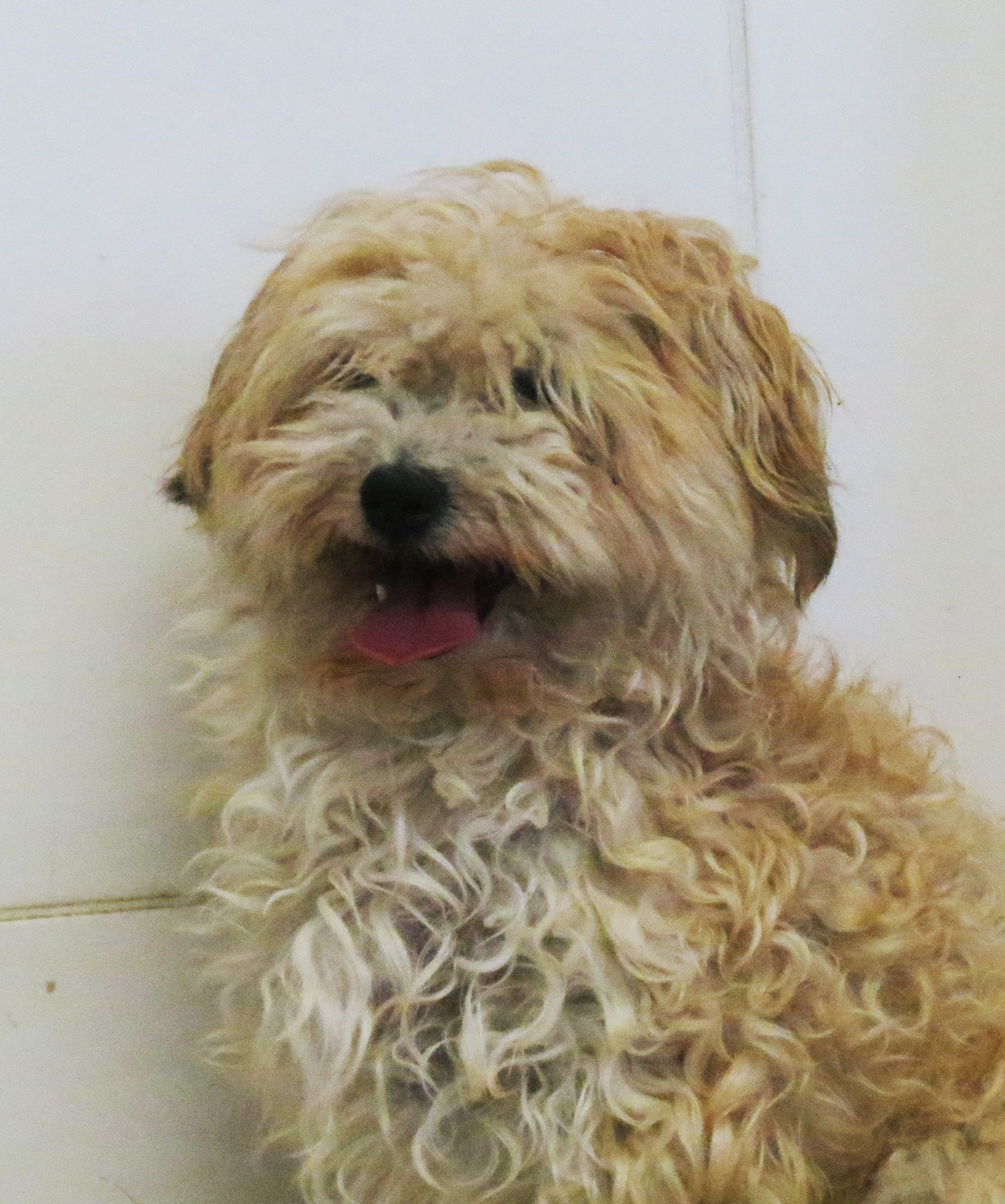 WENDY (type coton de tulear) 980534IMG0008