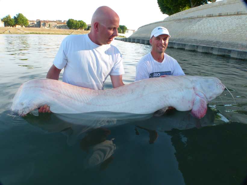 mon nouveau record de silure albinos 981261P10001792