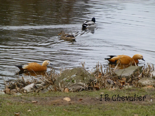 Promenade en hiver.(Poésie et photos) 982280P1080382wjpg