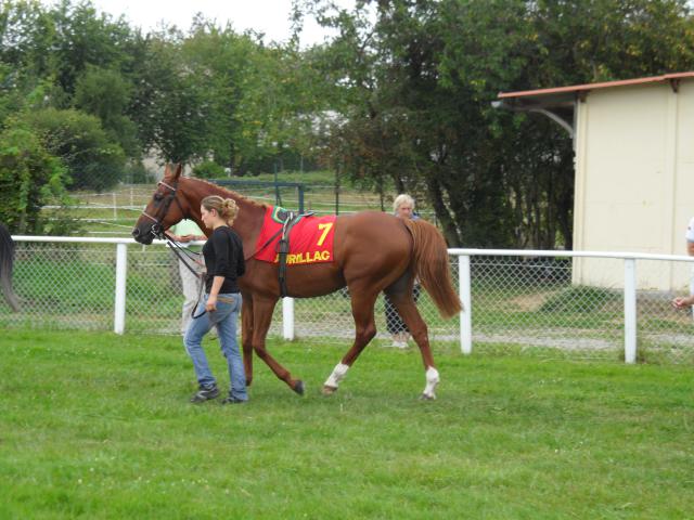 Tiercé à l'hippodrome d'Aurillac 982984SAM0145