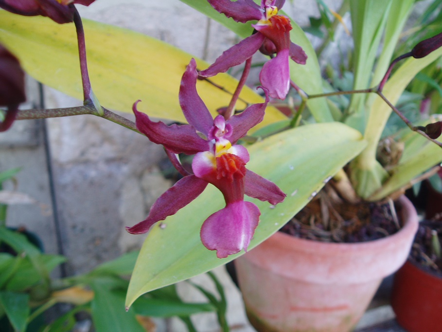 Oncidium Katrin Zoch 985246P1010002