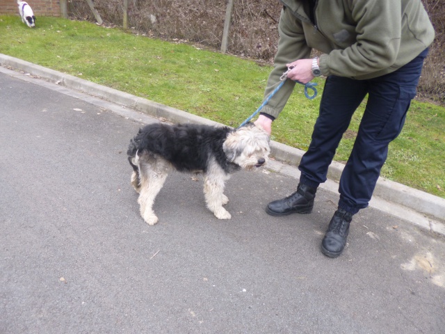 PHENIX CROISE CANICHE MALE 5 ANS DANS REFUGE 62 985539061