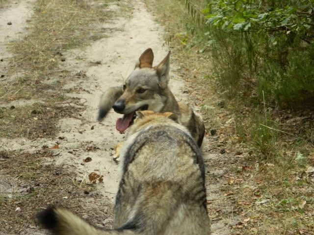 Balade...de loups ! 987382DSCN0198