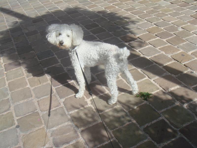 skipy - SKIPY CANICHE BLANC MALE 11 ANS - ADOPTE  988255DSC03985