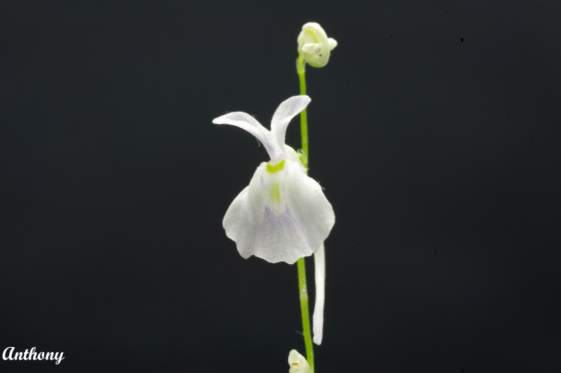 Les fleurs d'Utricularia 988726UtriculariaSandersoniicopy