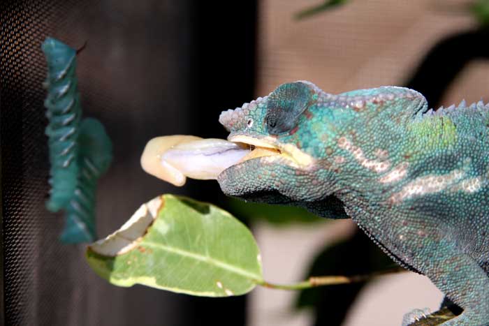 Animaux - Lézards - Caméléon panthère -Anguidae - L'orvet - 988994cameleonpanthere14