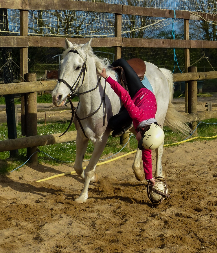 HORSE BALL - ramassage du ballon au sol *** sportif *** 989359P117045511