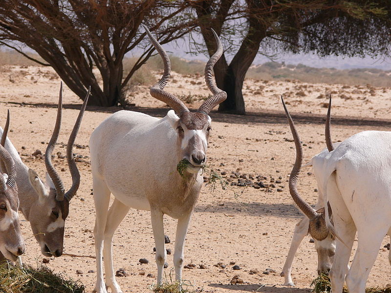 Animaux - Espèces menacées -La panthère nébuleuse +Le Kagou huppé+ autres 990844800pxDishon003