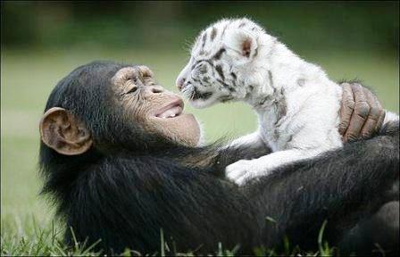 TENDRESSE !!! - Page 2 991121singe3