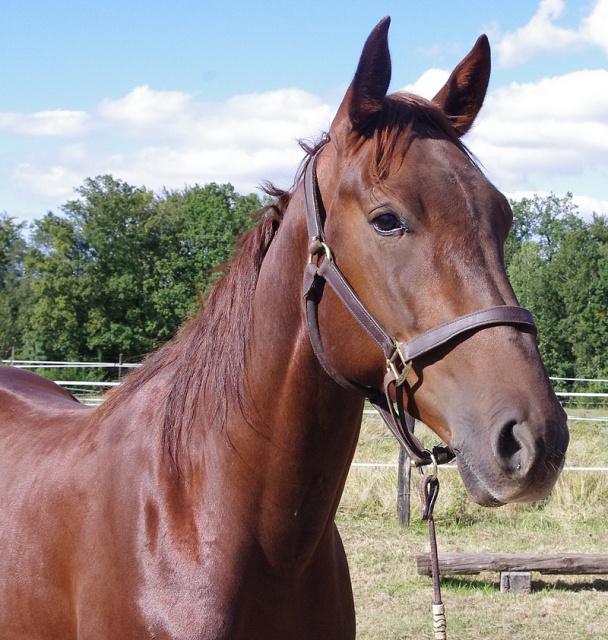 [PLACE NAT] ANDY Marron glacé recherche Lucky Luke ... 991282andy8