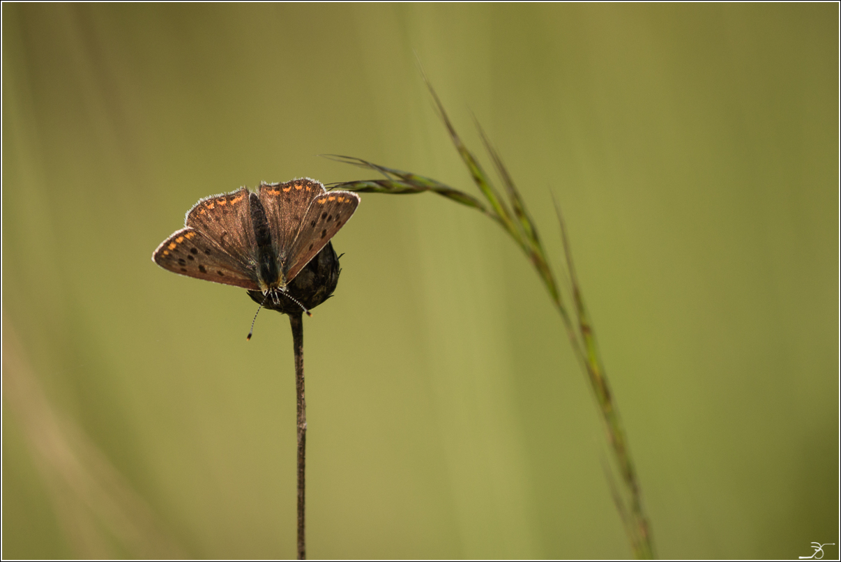 POTD  Lumix du 14/5/2015 991389LR6P1100617