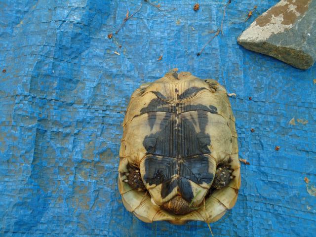 Tortue trouvée dans mon jardin 993195DSC00464