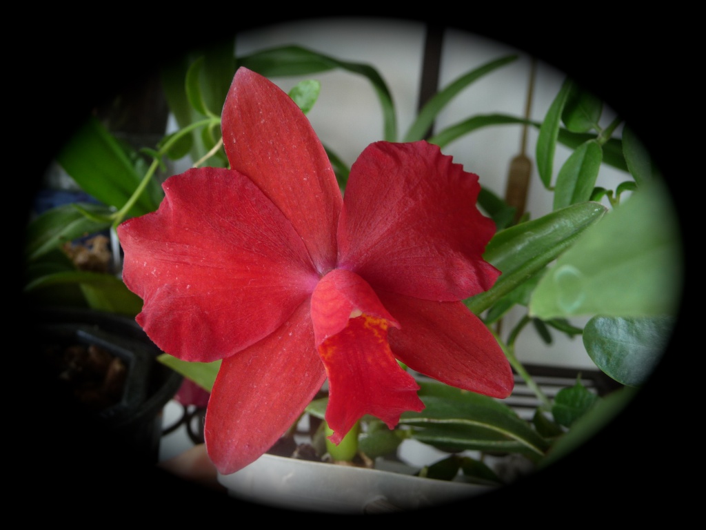 Cattleya Pearlouis (bicolor x coccinea) 993754P1080111