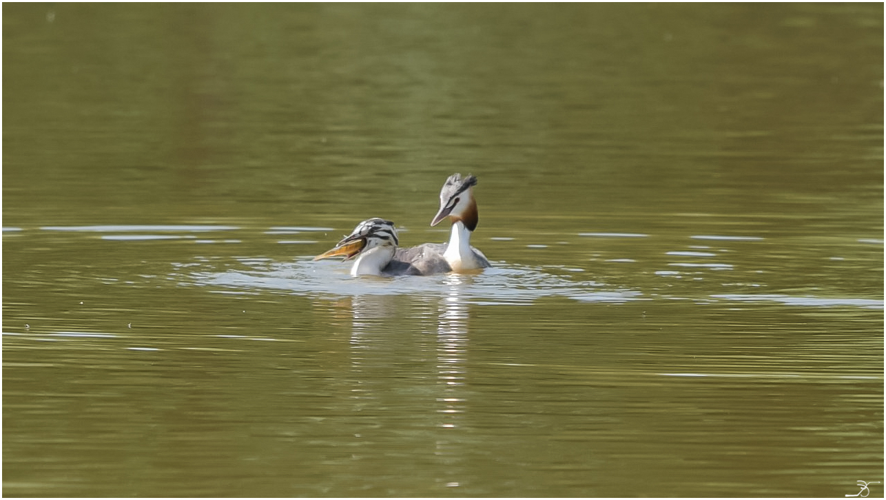 De la photo 993878LR6grebe4