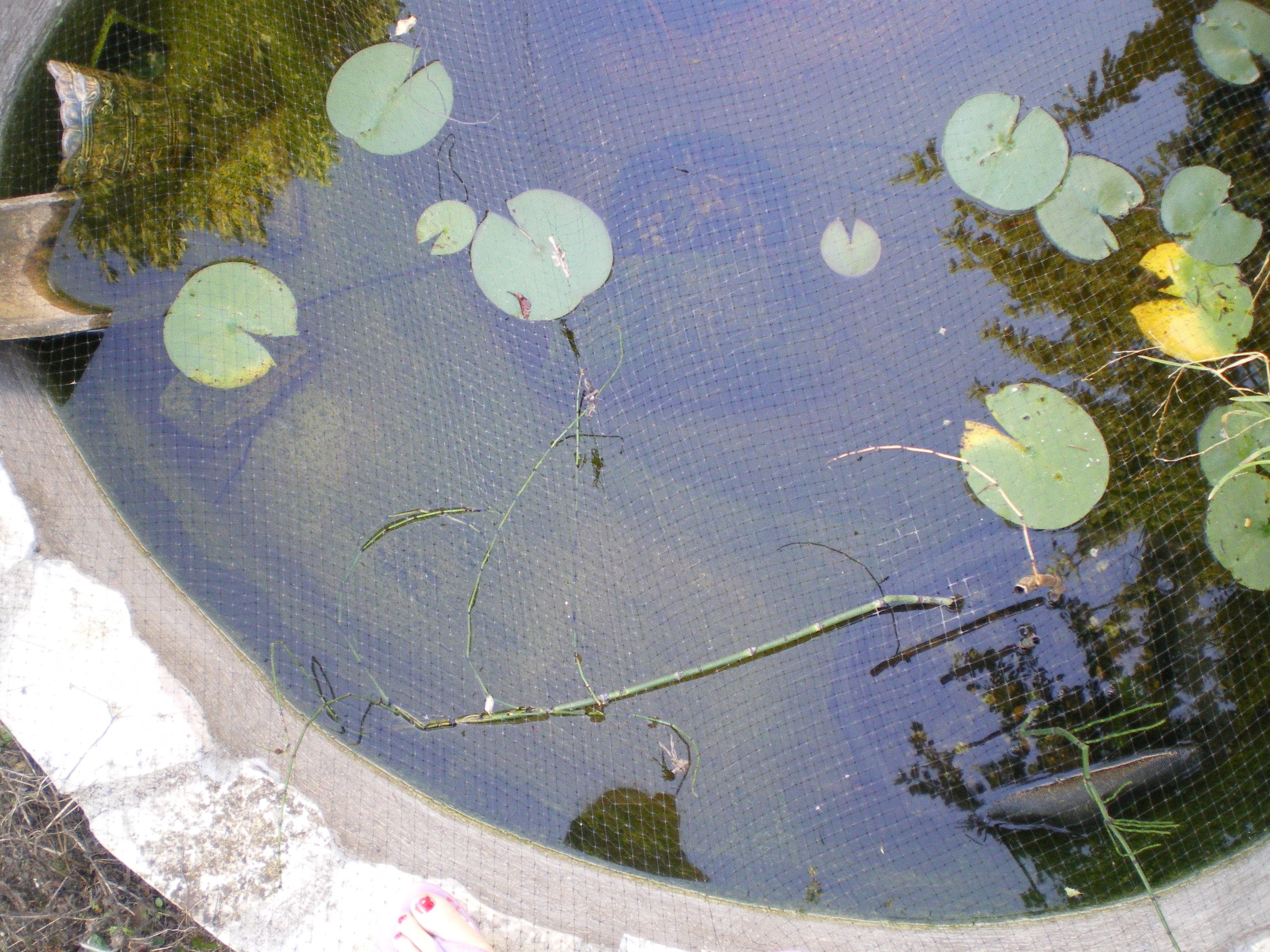 pourquoi pas une tortue d'eau? 994788IMGP0799