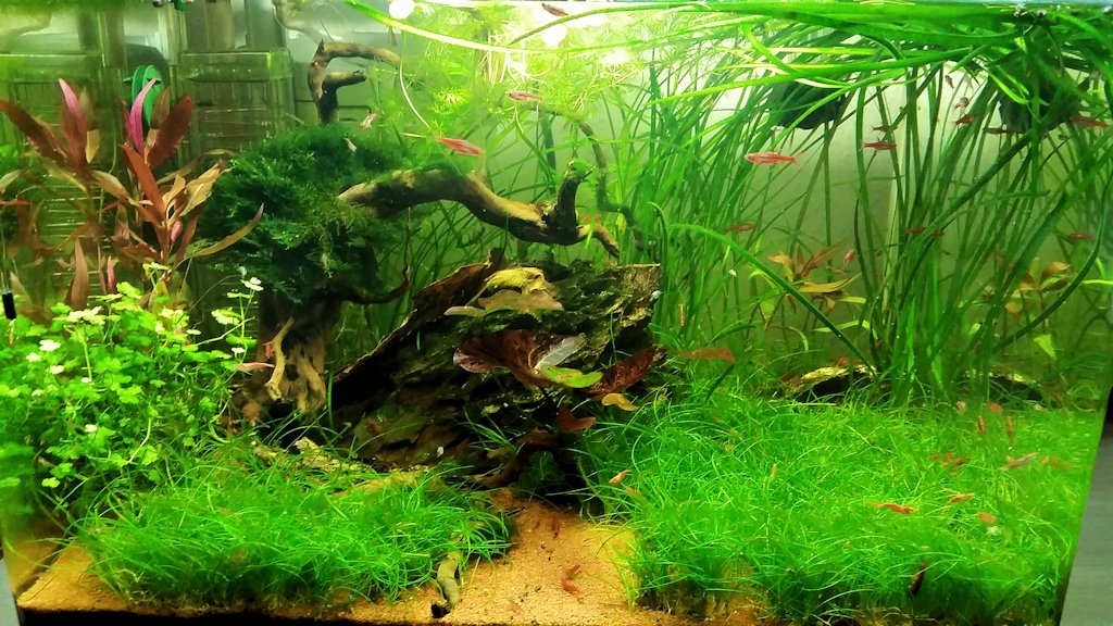 Mon Scaper's Tank 50L Aquascaping - Page 3 99511020141016173347