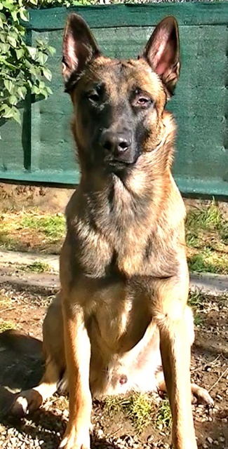 Un trio de malinois !  - Page 5 995813vlcsnap2012102910h14m06s138