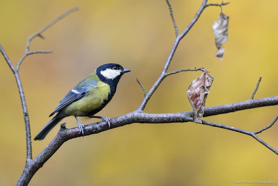 Comme promis: test du D600 + suite et fin  999533DSC0463