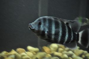 Cherche alevins tilapia Mini_142144TilapiaButterkoferi