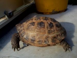 identification age de mes tortues   Mini_15282520131012153033