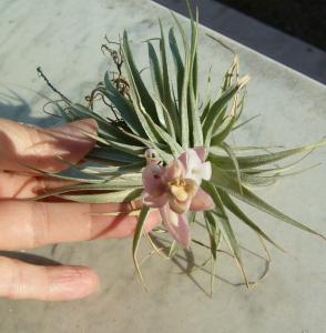 Tillandsia Meridionalis / Recurvifolia - Màj Mini_157209P1040478