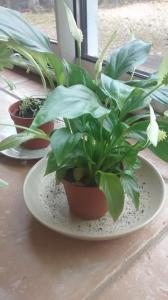 Spathiphyllum culture, arrosage, et rempotage  Mini_16421810259930102042287602553325723996440649294676n