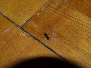 Quelle espèce de fourmi? Mini_217333P6184079