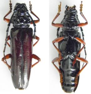 [Sphallenum tuberosum] Cerambycidae de Guyane Mini_275965Guyane4538mm