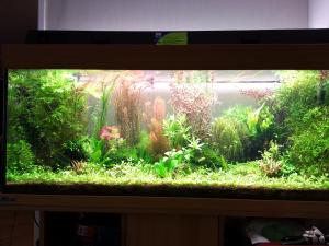 60 plantes - Mes (plus) de 60 plantes dans mon 240 litres Mini_34656920130929201752