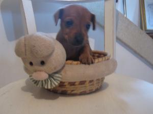 À vendre : chiots jack russel x Pinscher Mini_427847IMG1585