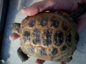 identification age de mes tortues   Mini_43714020131012153051