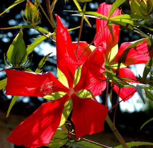 Les hibiscus Mini_480024Fleursdhibiscus