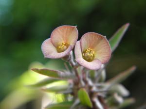 Hybride d'Euphorbia croizatii Mini_528333P4144357