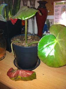 besoin de vos conseils cc bouture d'erythrophylla Mini_57832820120928211046