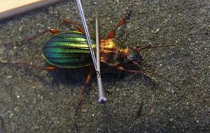 [C.(Chrysocarabus) auronitens helvetiae] carabe Vosges (5) Mini_661853P1140416