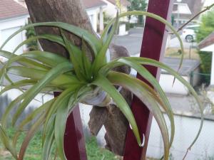 Humidification de ma tillandsia Mini_747492P1040893