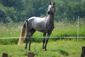 HARAS DE FARGES Mini_785430ouadi_des_fougeres