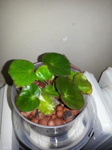 bégonias nénuphar - Begonia 'Erythrophylla'  Mini_78952220150119150153