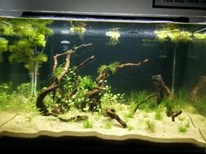 90L Boraras Urophtalmoïdes & Tiger Tangerine Mini_790836IMG20150908150808