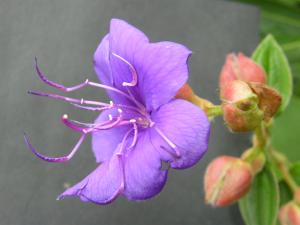 TIBOUCHINA  URVILLEANA en  fleurs Mini_806781Juill2011193