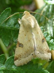 [Heliothis peltigera] Hétérocère blanc à ocelles brunes Mini_815203DSC03161bispetit