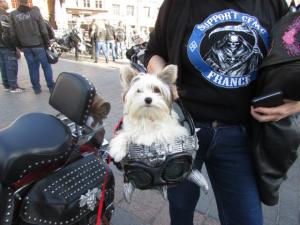 Merci de m'aider : BAGSTER FRIENDY SUR ELECTRA GLIDE ? Mini_833569judedanscasquei112014