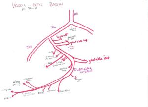 Artere iliaque interne Mini_848094Vascupetitbassin001