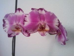 Vos orchidées  - Page 3 Mini_88818920120208003351