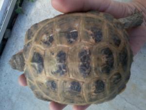 identification age de mes tortues   Mini_90817420131012153146