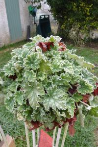 NOS PLANTES CHERIES :  Les heuchères  Mini_981270P1090110