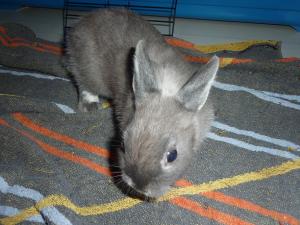 (Adopté) Rodney, petit lapin de 2 mois, Refuge FREE Mini_983741P1010584