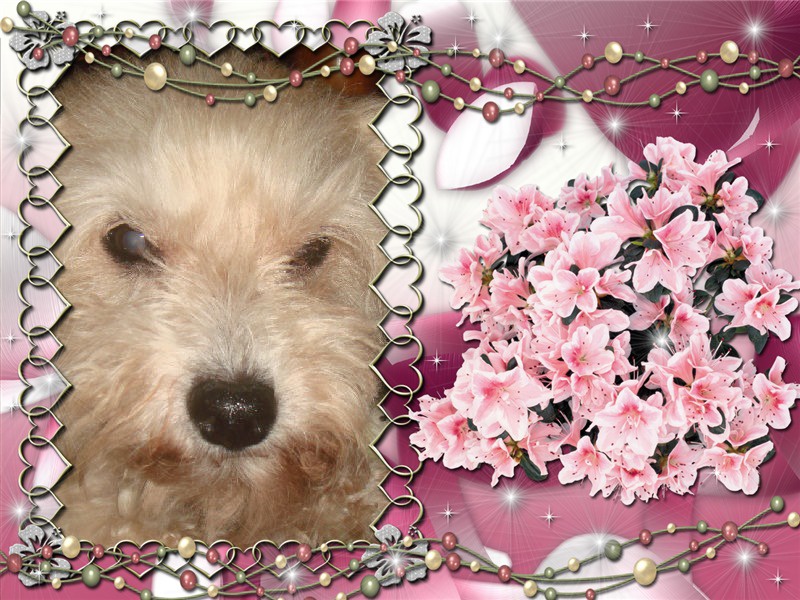 MILAINE F BICHON  12 ANS SPA GIEN (45) ADOPTEE PAR DAYSIE  - Page 4 1124851SJUISUIG