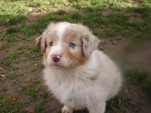 Chiots Berger Australien LOF - Page 2 113840DSC03170